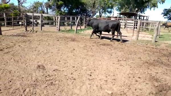 Lote Toros - Establecimiento La Negra