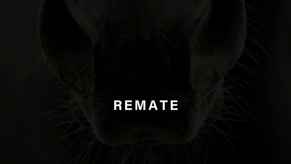 Lote EL AREQUIPEÑO (WINNING PRIZE -  ROSE OF MOSCOW)