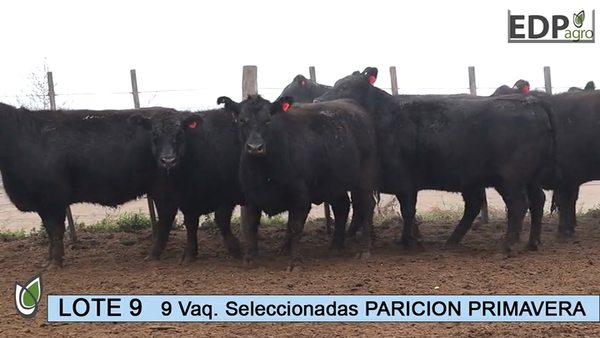 Lote ESTANCIA DON PEDRO Y LA ROSA 9 Vaq. Negras