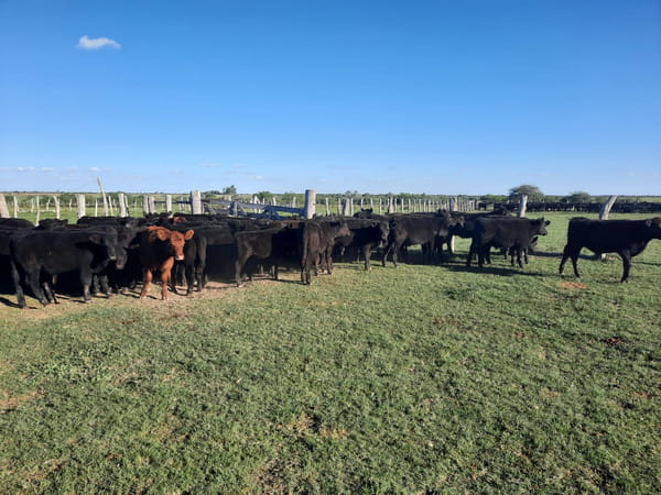 Lote SAENZ VALIENTE, BULLRICH Y Cia. S.A.