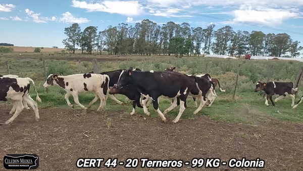 Lote 10 Terneros en Colonia