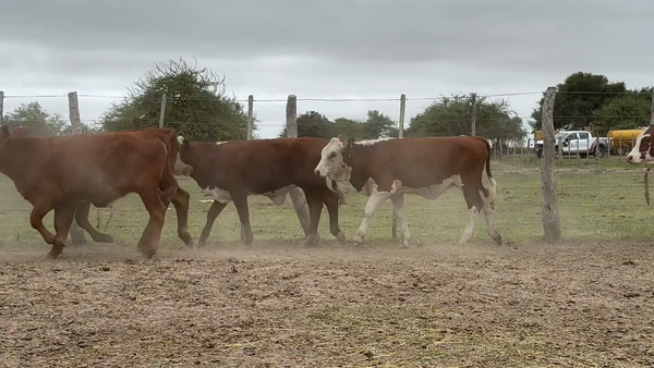 Lote 60 Terneras