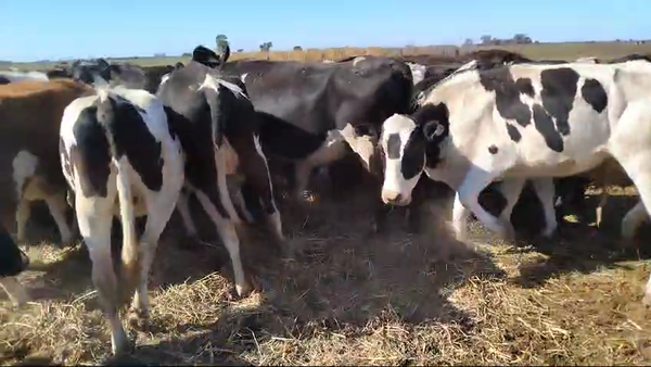 Lote 38 Vaquillonas Holando Argentino para entorar en Ceres, Santa Fe
