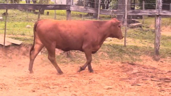 Lote Vaquillas Brangus 346kg -  en Cnel. Oviedo