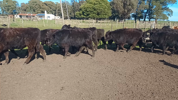 Lote 60 Terneros en Buenos Aires, Loberia