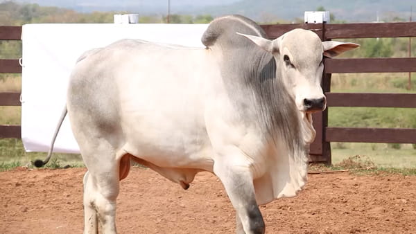Lote LOTE 34