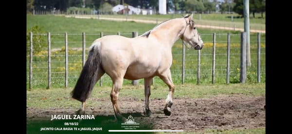 Lote JAGUEL ZARINA