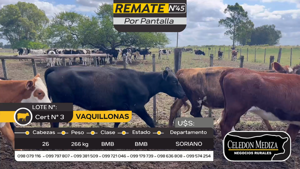 Lote 26 Vaquillonas  en Cuchilla del Perdido, Soriano