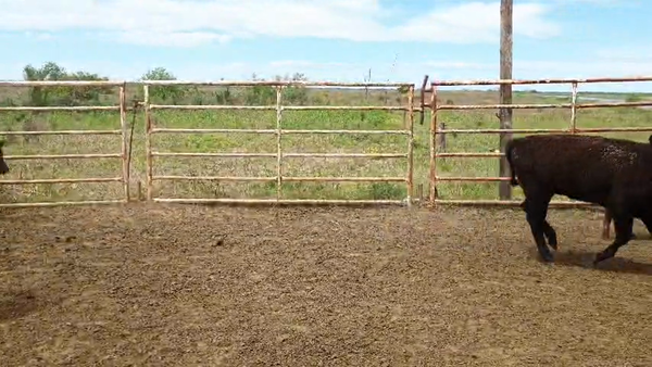 Lote 116 Vacas C/ cria