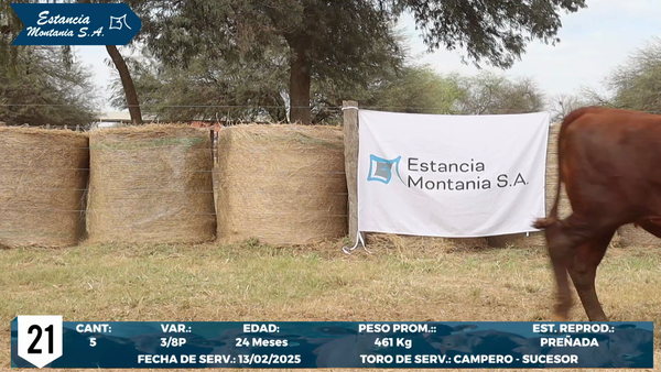 Lote LOTE 21