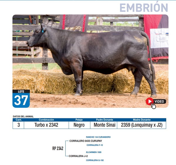 Lote Turbo x 2342