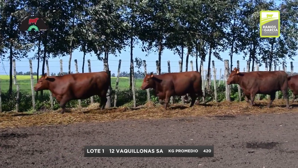 Lote Vaquillonas