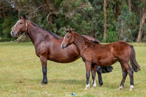 Lote JAGUEL UVA LINDA
