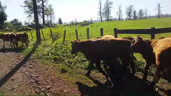 Lote 50 Novillo Engorda en Osorno, X Región Los Lagos