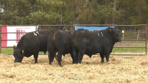 Lote TOROS ANGUS NEGROS PC
