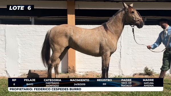 Lote LOTE 6 - DE BOZAL