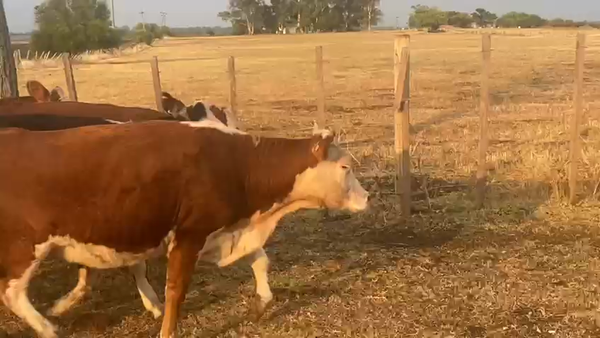 Lote 15 Vaquillonas  Hereford y Angus, San José