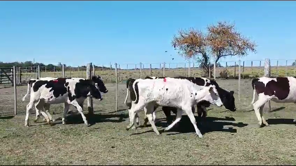 Lote 20 Terneras Holando en Dolores