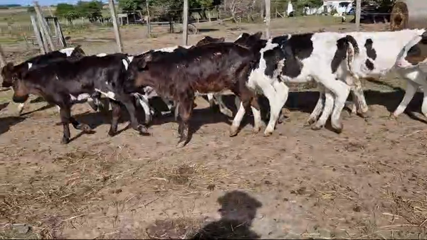 Lote 50 Terneros Holando en Ruta 1 Km 75