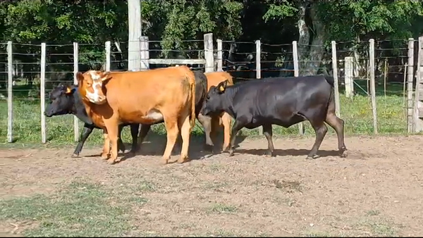 Lote VAQUILLONAS GORDAS