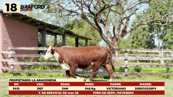 Lote LOTE 18 HEMBRAS DE CAMPO