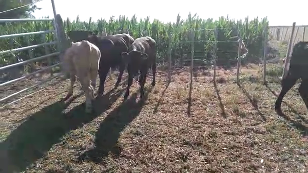 Lote (Vendido)4 Novillos 1 a 2 años 4 CHAROLAIS - 3 CRUZAS 290kg -  en RADIAL JUAN LACAZE
