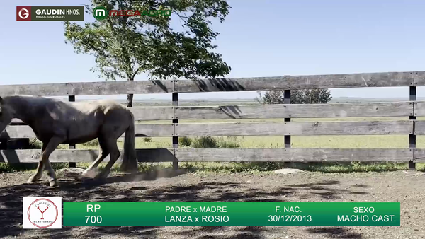 Lote RETOBADO GITANO