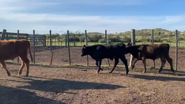 Lote 85 Terneros en Coronel Rosales