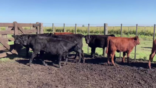 Lote 17 TERNS. MACHOS Y HEMBRAS, AZUL, BS. AS.