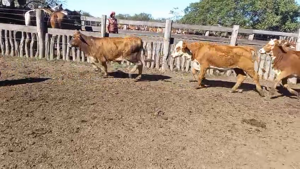 Lote 100 Terneros/as