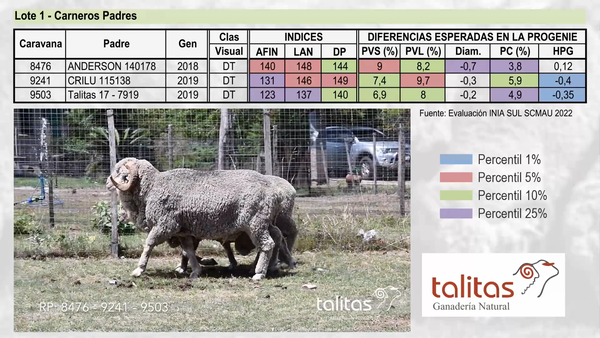Lote Lote 1 - TALITAS