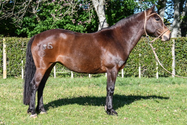 Lote Lunera del Paso