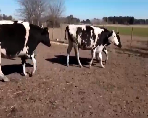 Lote VAQUILLONAS PREÑADAS