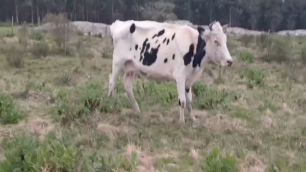 Lote (Vendido)Industria HOLANDO 500kg -  en CUCHILLA DEL PERDIDO