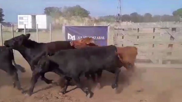 Lote 60 TERNS. MACHOS, GUAMINI, BS. AS.