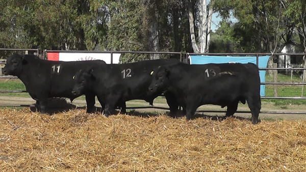 Lote TOROS ANGUS NEGROS PC