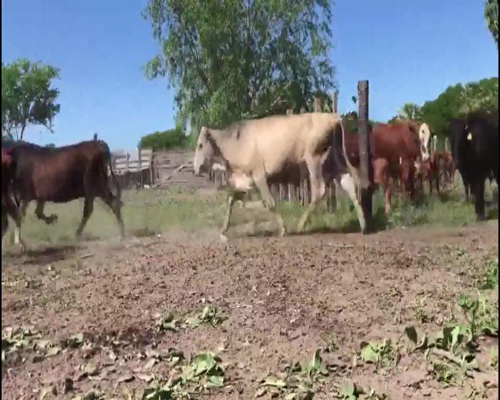 Lote 128 Terneros en Herradura, Formosa