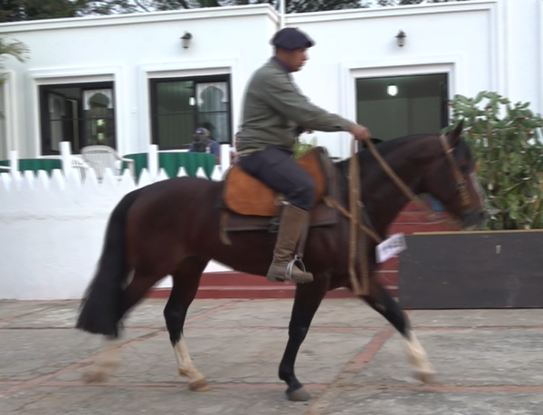 Lote CRIOLLOS EXPO INTERNACIONAL 2022 RP 4- LOTE 1