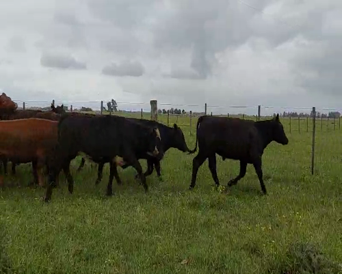 Lote 22 Terneros en Suipacha, Buenos Aires