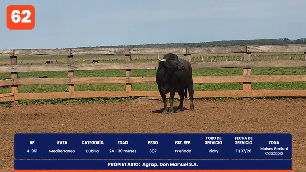 Lote LOTE 62