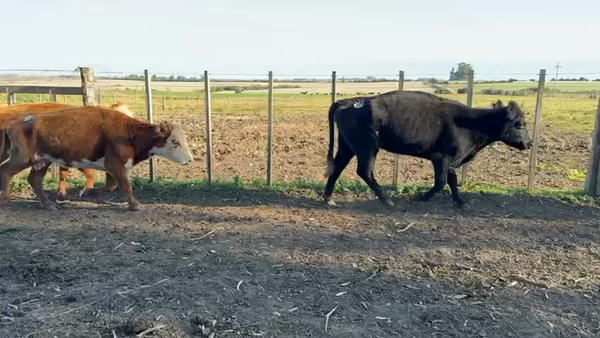 Lote VACAS DE INVERNADA