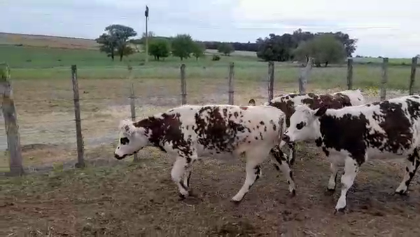 Lote 3 Vaquillonas 1 a 2 años NORMANDO en OMBUES DE LAVALLE