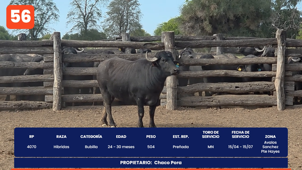 Lote LOTE 56
