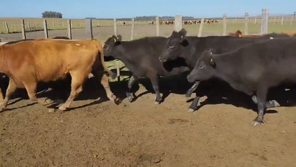 Lote Vacas Preñadas