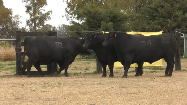 Lote TOROS ANGUS PUROS CONTROLADOS
