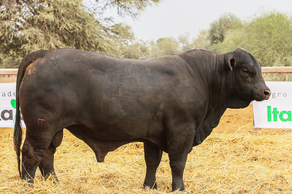 Lote LOTE 32