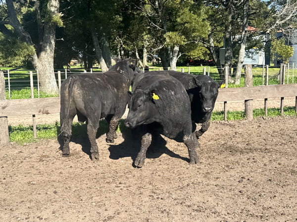 Lote TOROS PUROSCONTROLADOS SANTA MARTA