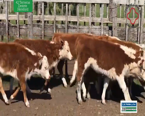 Lote 42 Terneras Destete Hereford