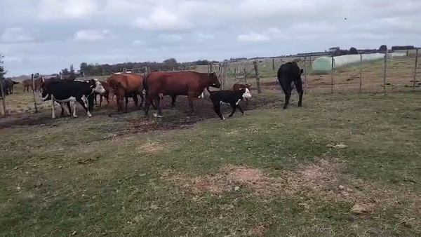 Lote 12 Piezas de cría, San José