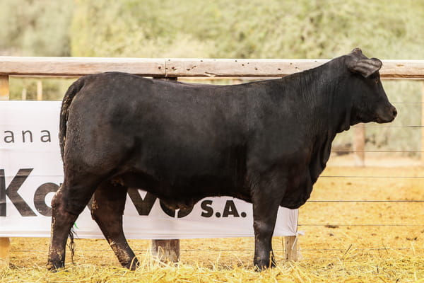 Lote LOTE 45